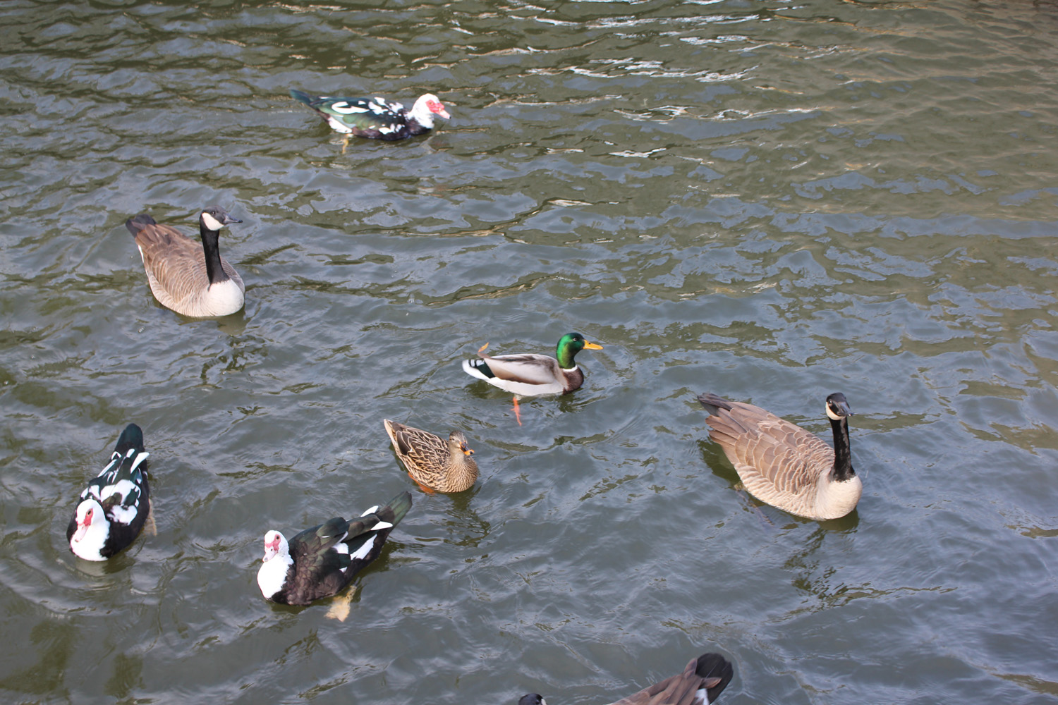 duck project piedmont park